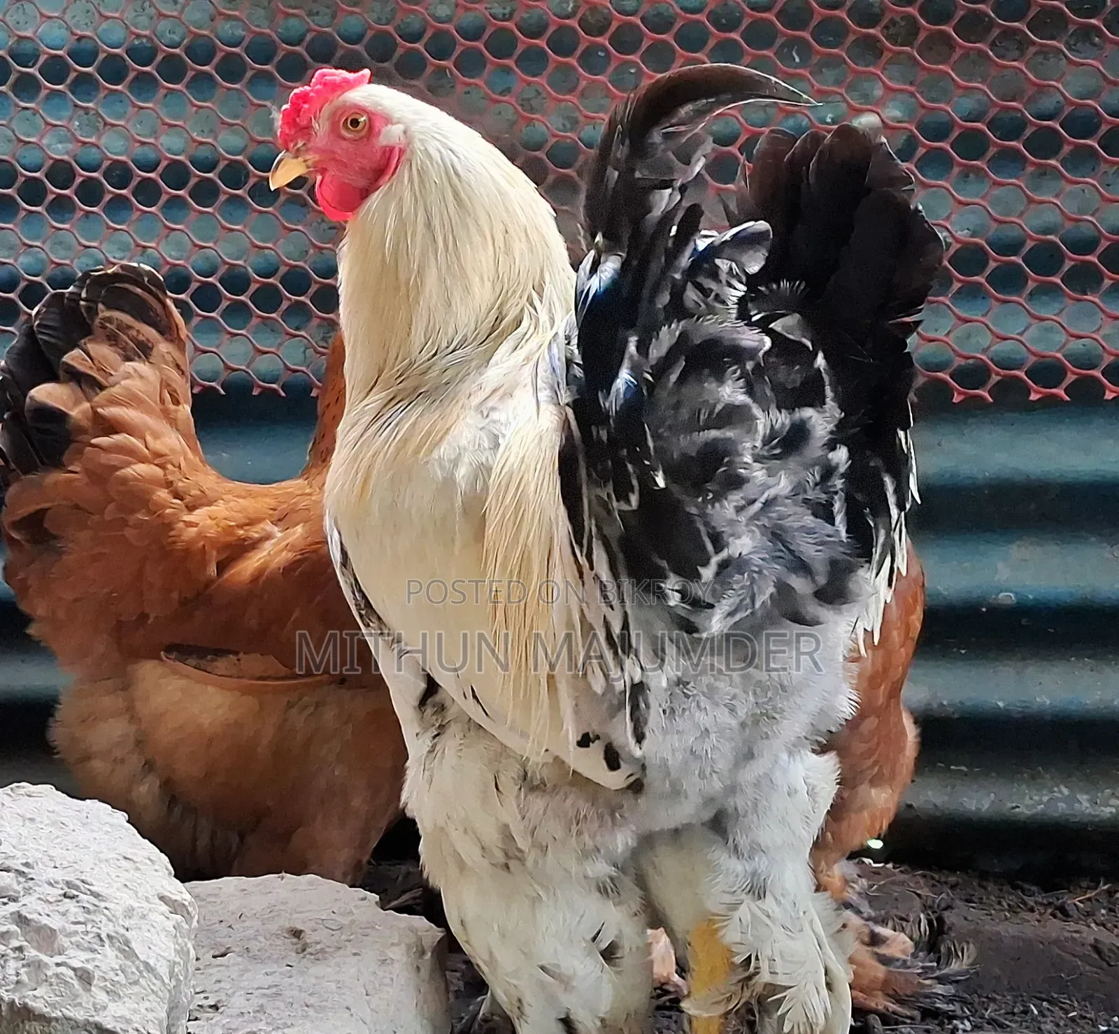 Brahma Hatching Egg