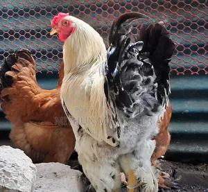 Brahma Hatching Egg