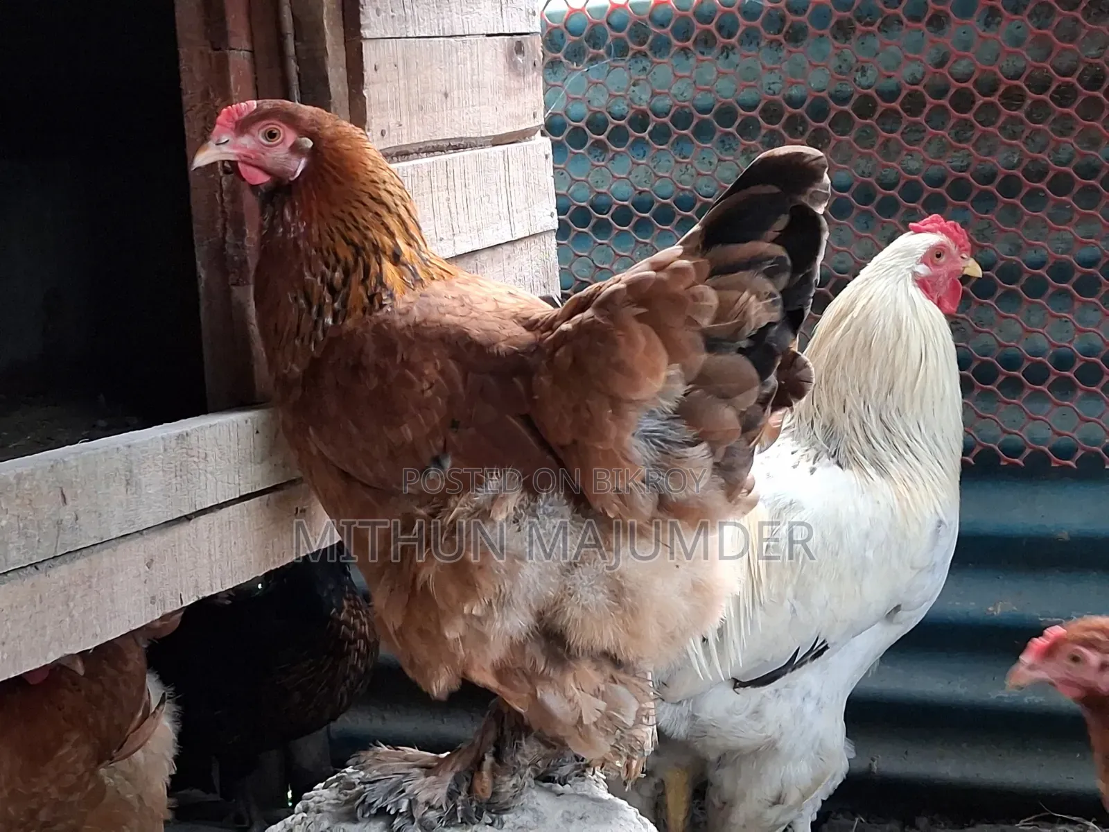 Brahma Hatching Egg