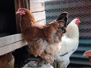 Brahma Hatching Egg