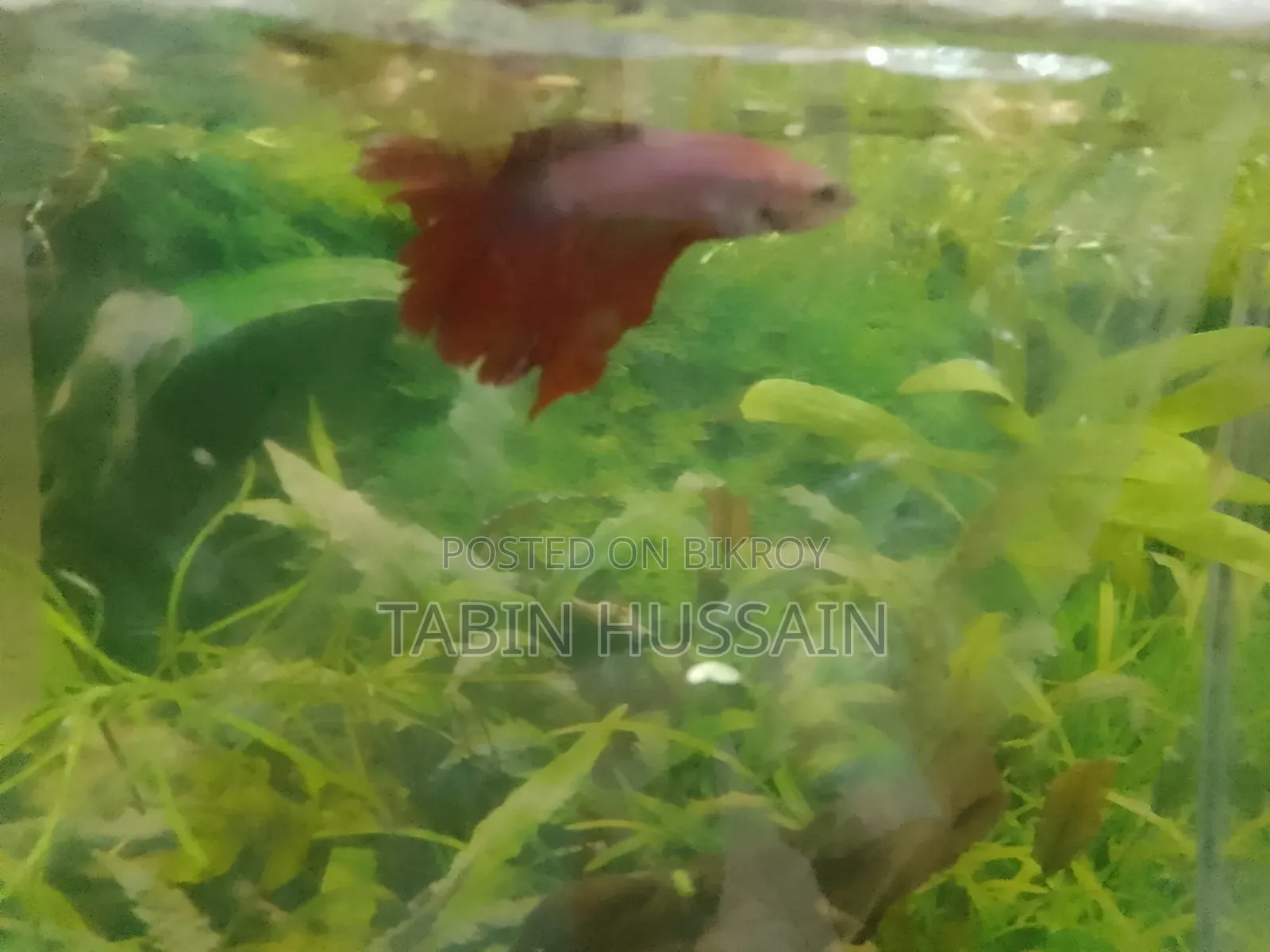 Rose Tail Betta Fish (Price Fixed)