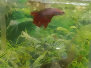 Rose Tail Betta Fish (Price Fixed)