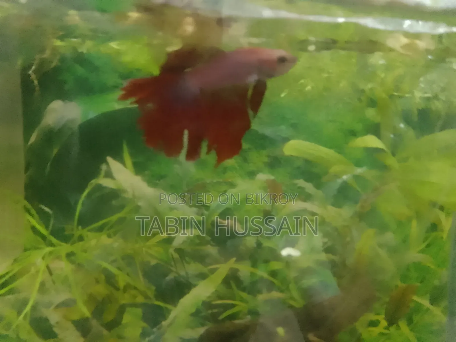 Rose Tail Betta Fish (Price Fixed)
