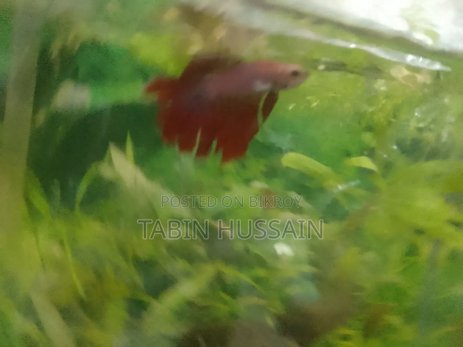 Rose Tail Betta Fish (Price Fixed)