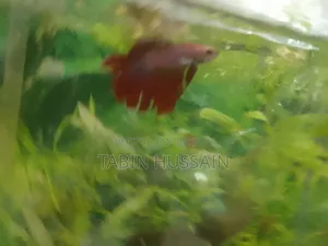 Rose Tail Betta Fish (Price Fixed)
