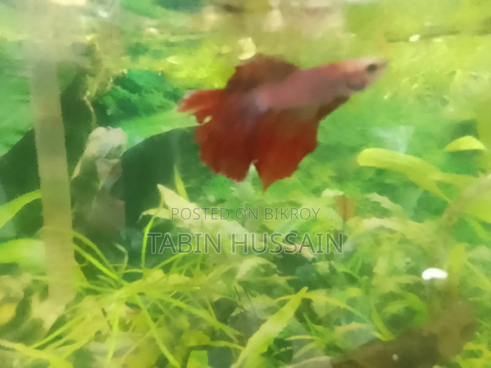 Rose Tail Betta Fish (Price Fixed)