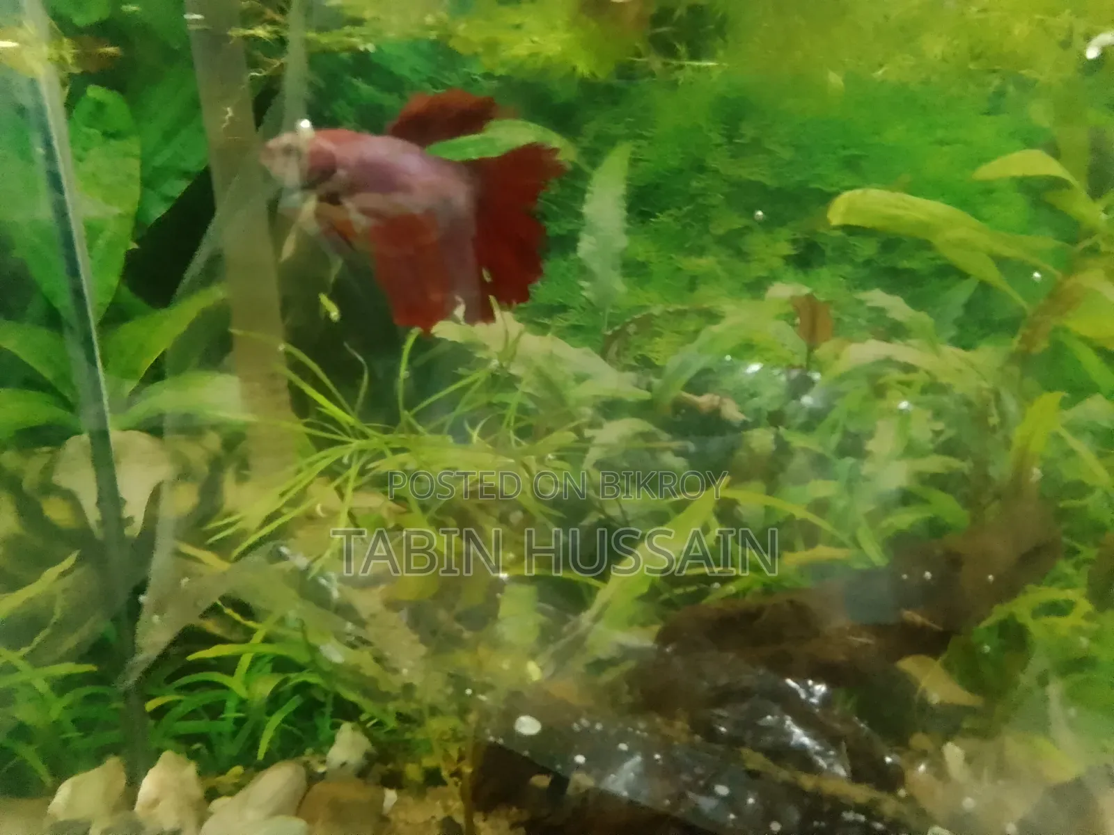 Rose Tail Betta Fish (Price Fixed)