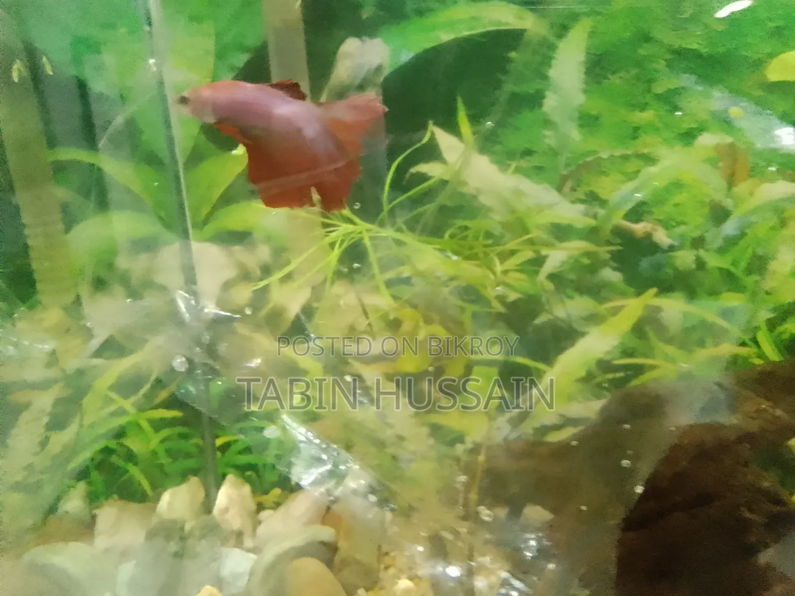 Rose Tail Betta Fish (Price Fixed)