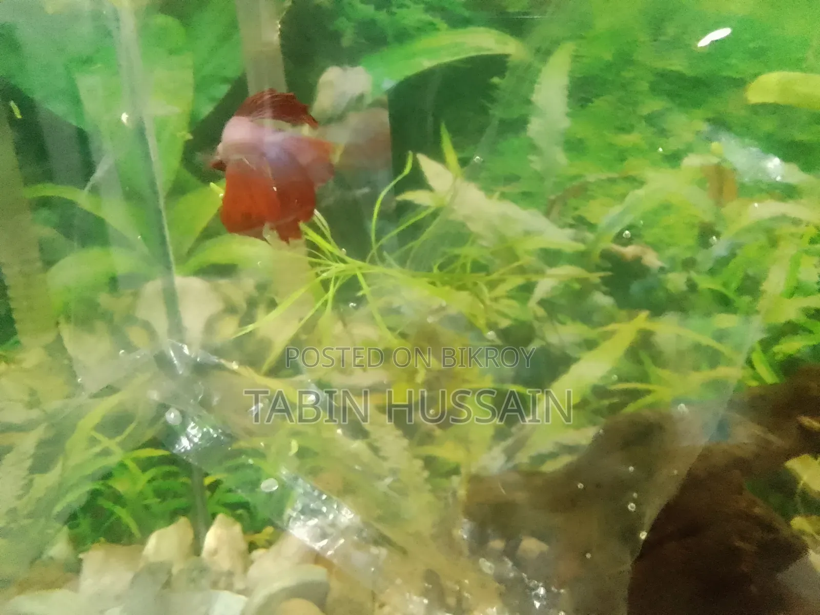 Rose Tail Betta Fish (Price Fixed)