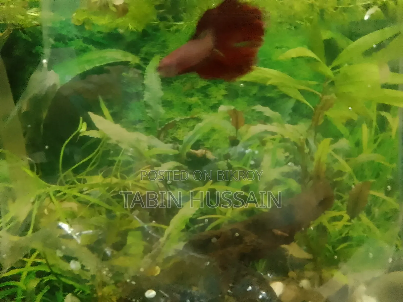 Rose Tail Betta Fish (Price Fixed)