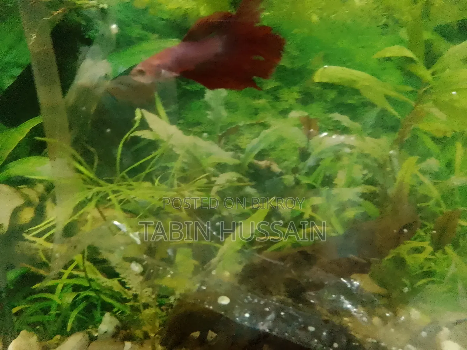 Rose Tail Betta Fish (Price Fixed)