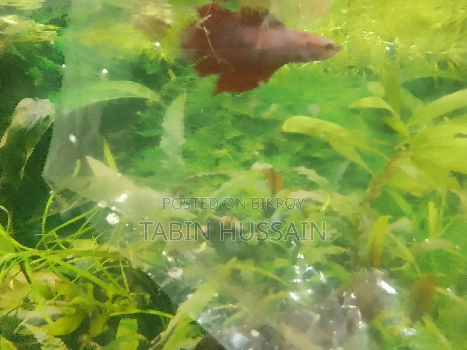 Rose Tail Betta Fish (Price Fixed)