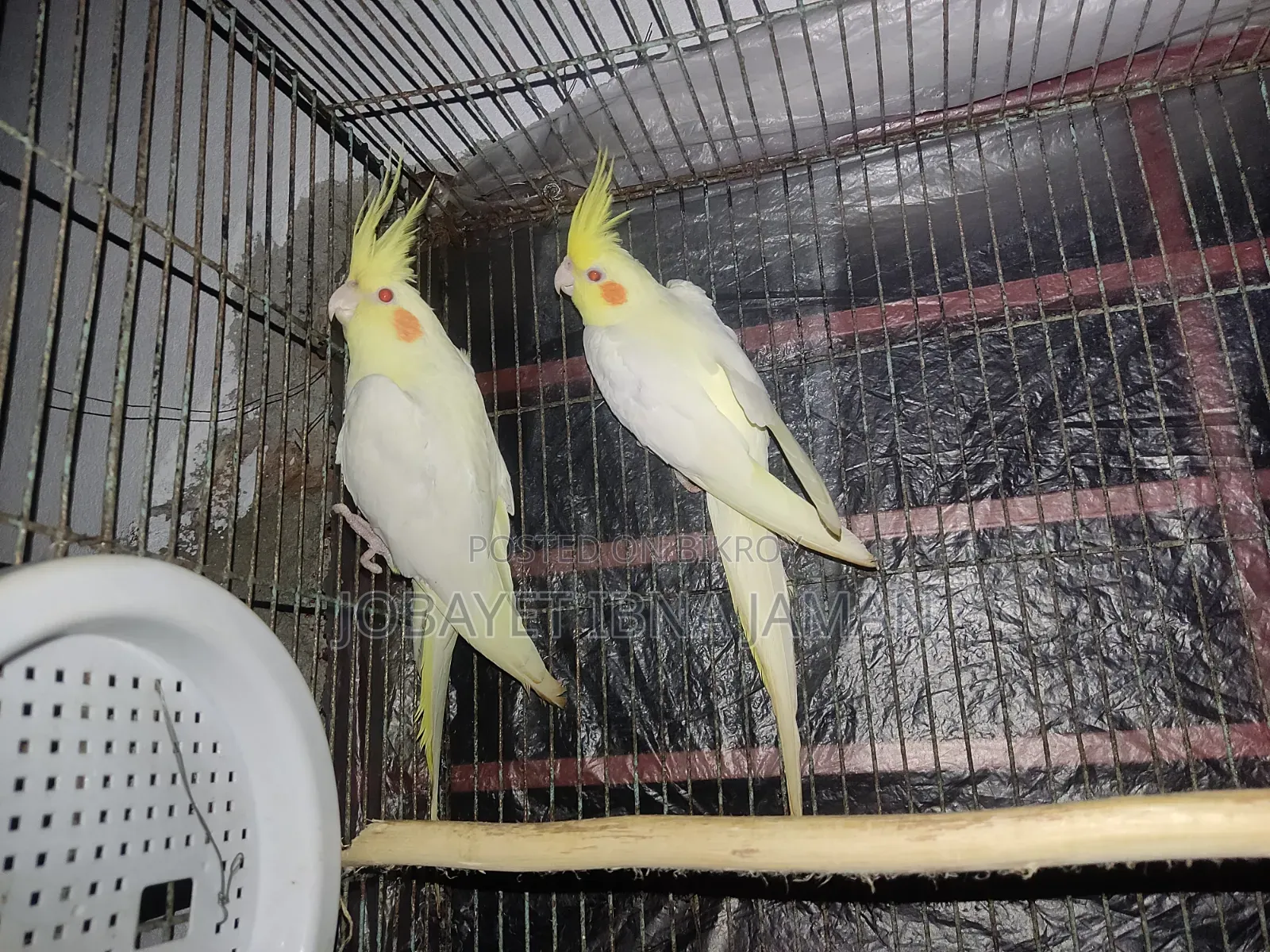 Cokatail  Bird's