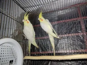 Cokatail  Bird's