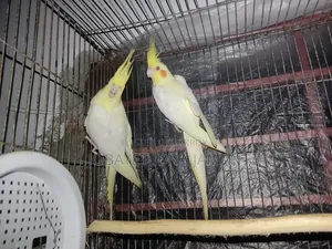 Cokatail  Bird's