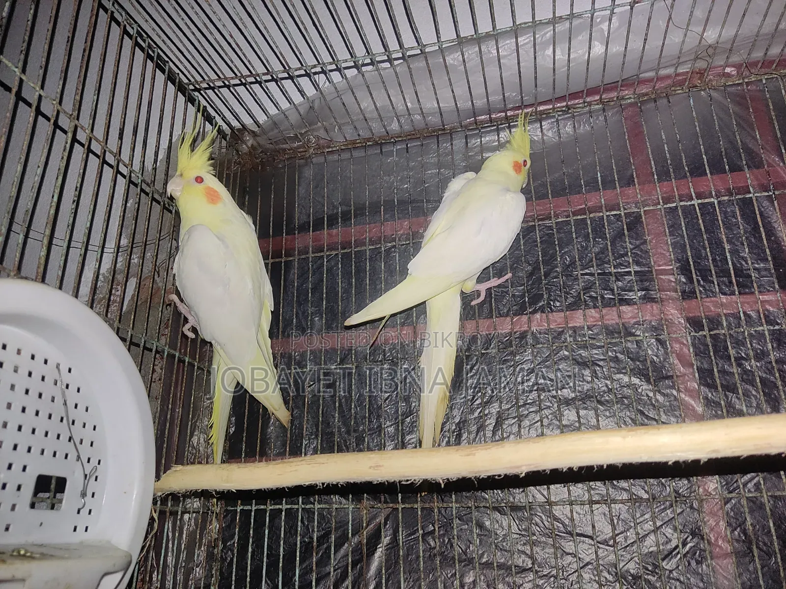 Cokatail  Bird's