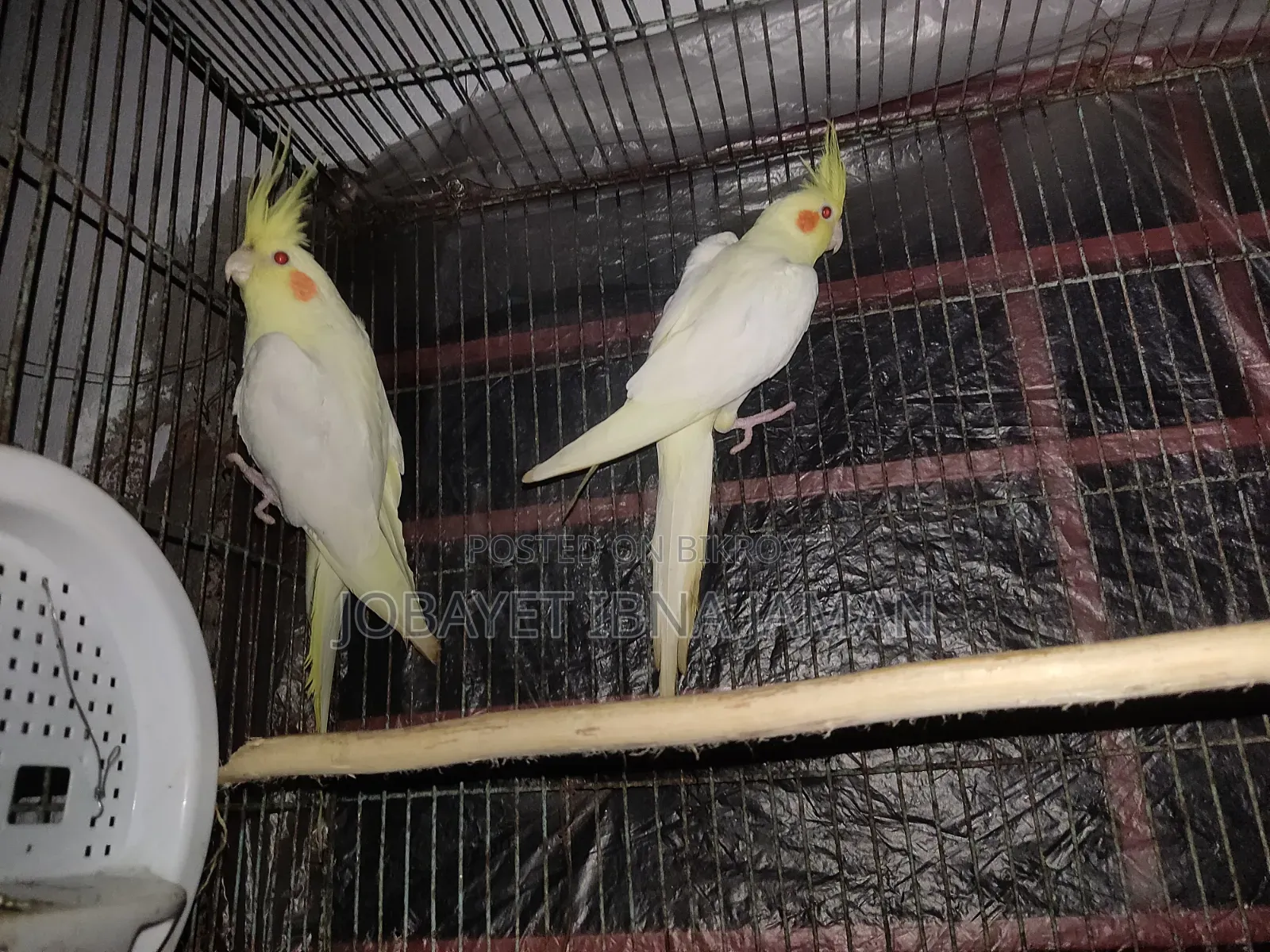Cokatail  Bird's