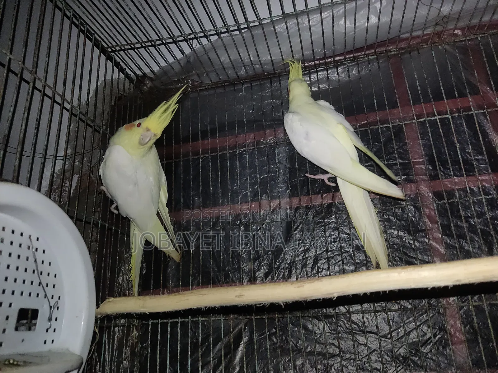 Cokatail  Bird's