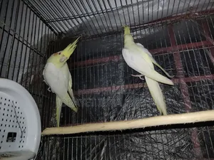 Cokatail  Bird's
