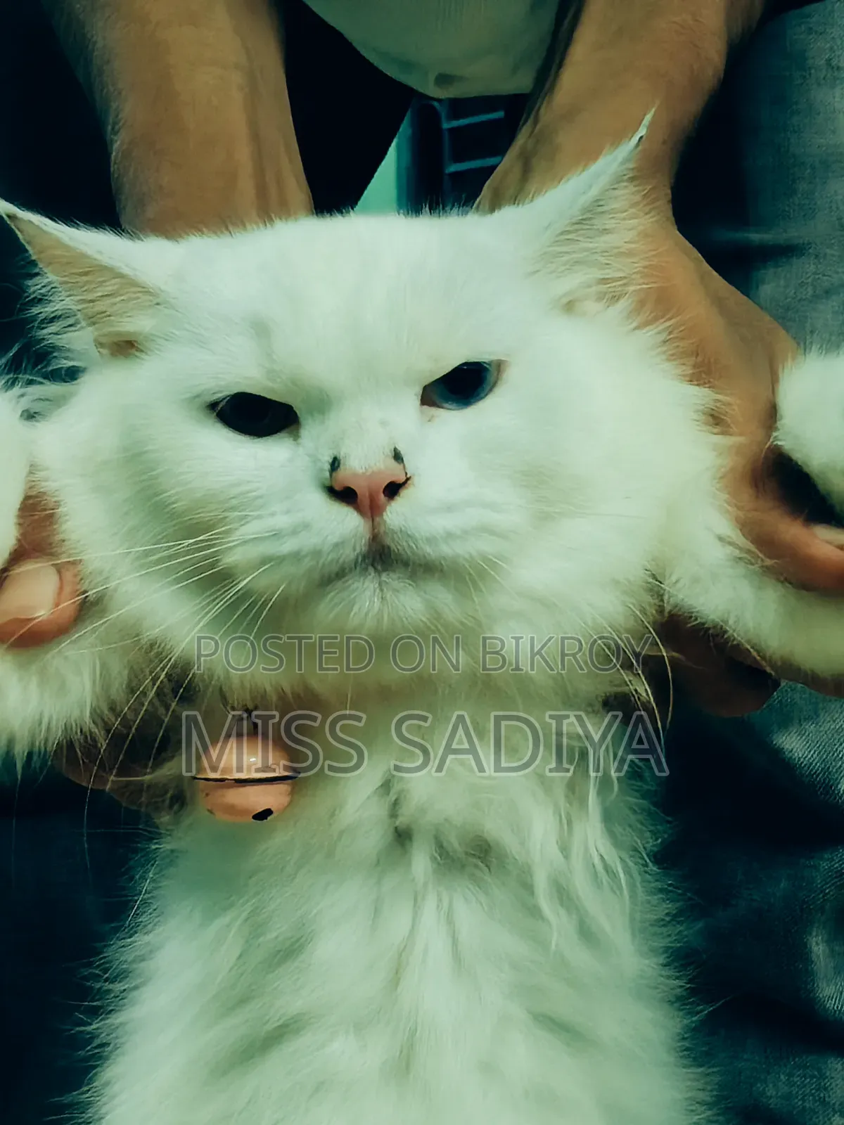 1+ year Female Purebred Persian