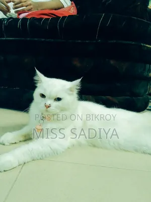 1+ year Female Purebred Persian
