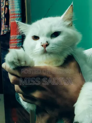 1+ year Female Purebred Persian