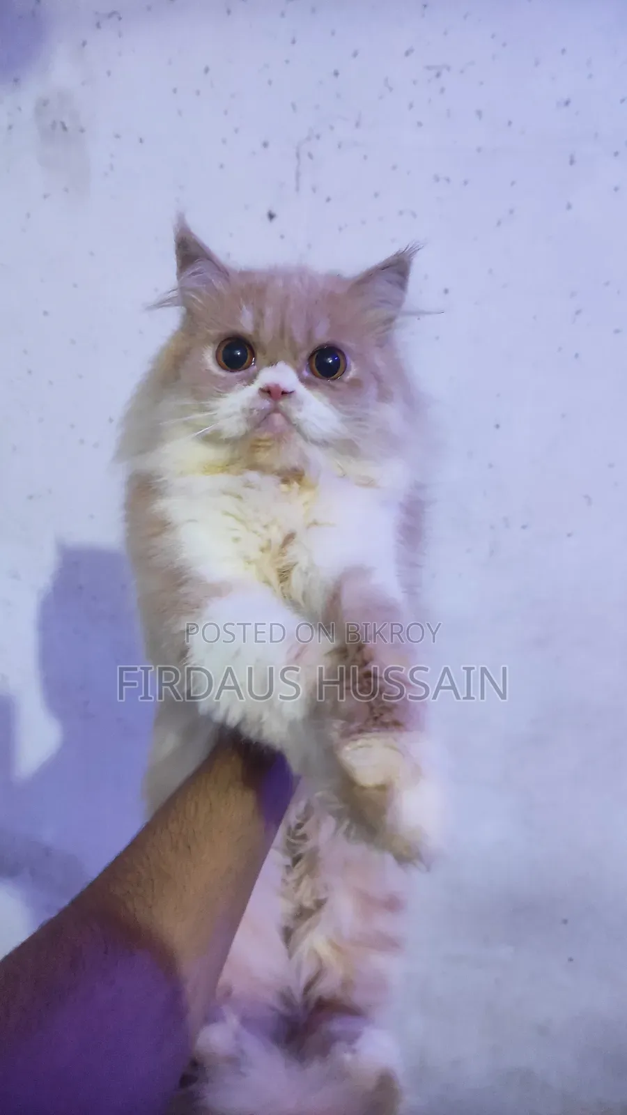 1+ year Female Purebred Persian