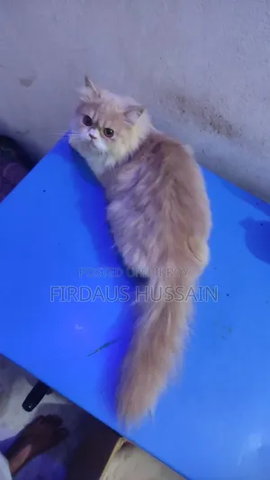 1+ year Female Purebred Persian