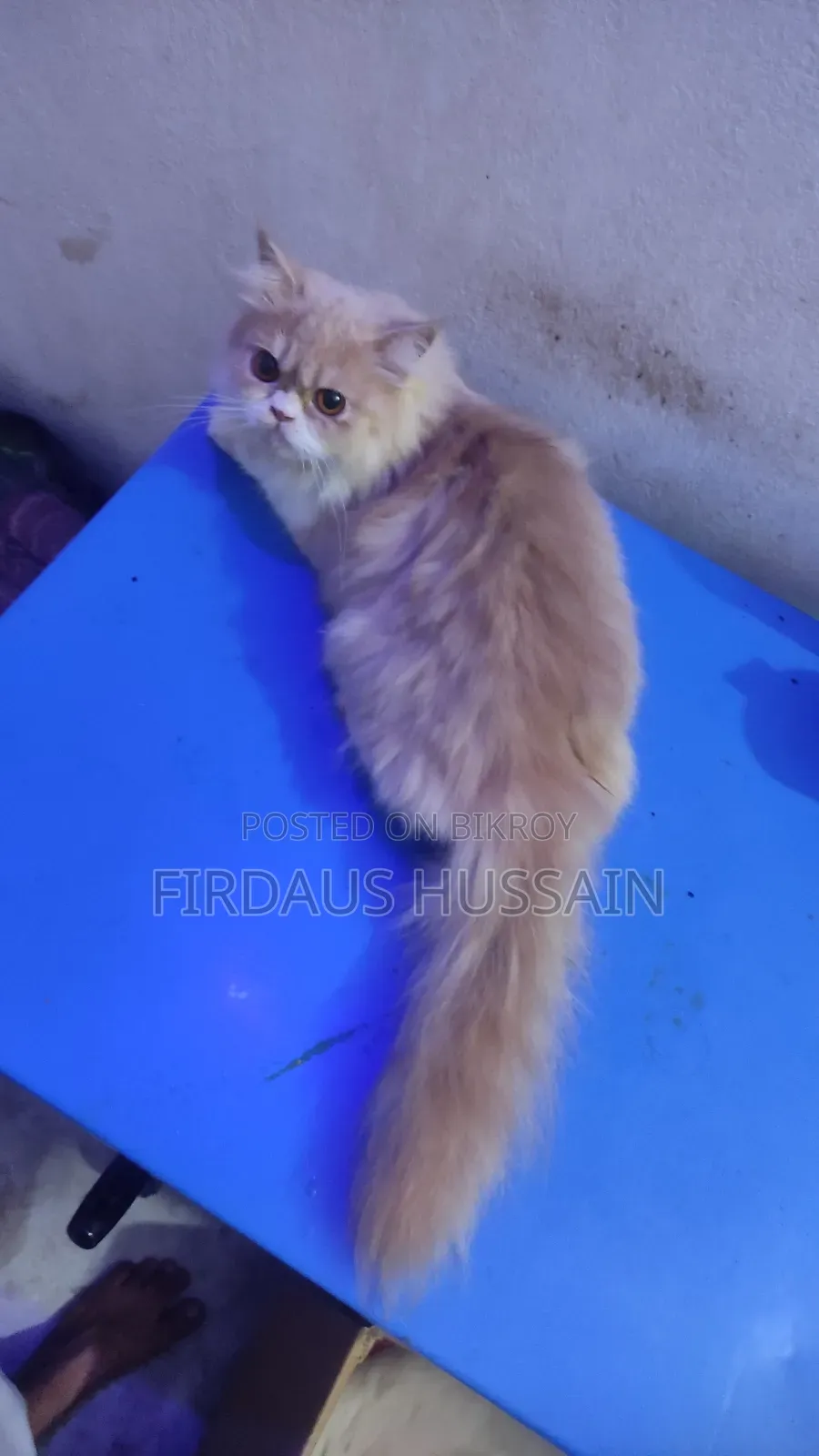1+ year Female Purebred Persian