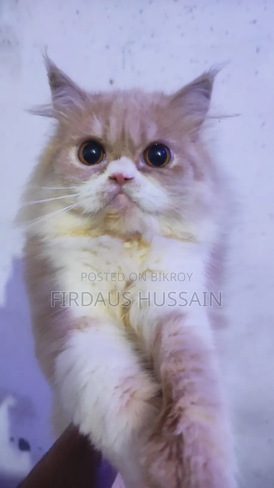 1+ year Female Purebred Persian