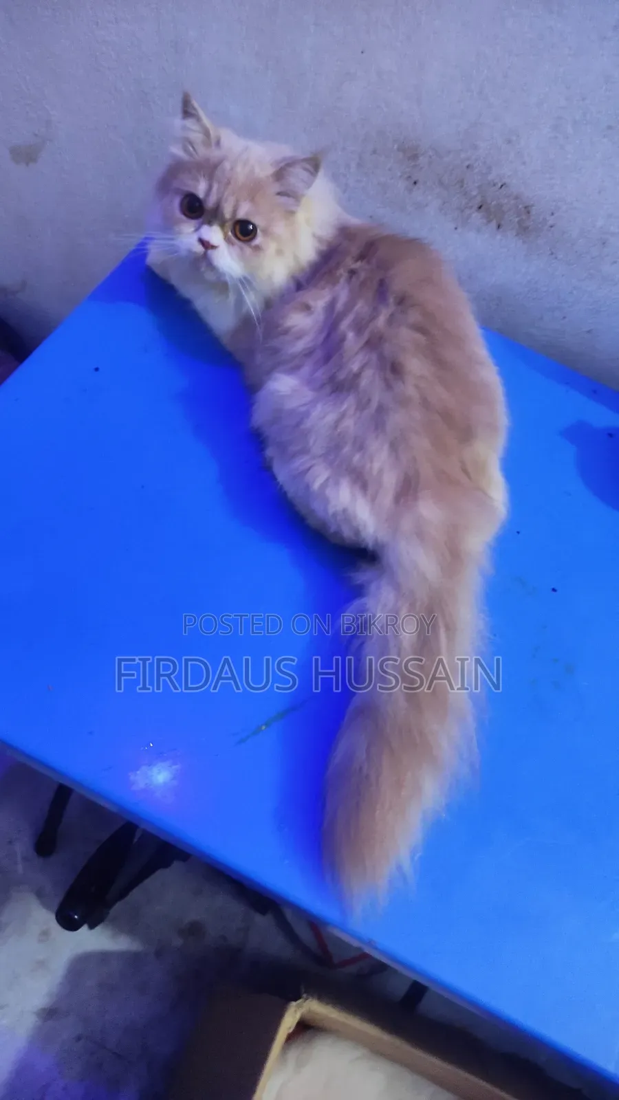 1+ year Female Purebred Persian