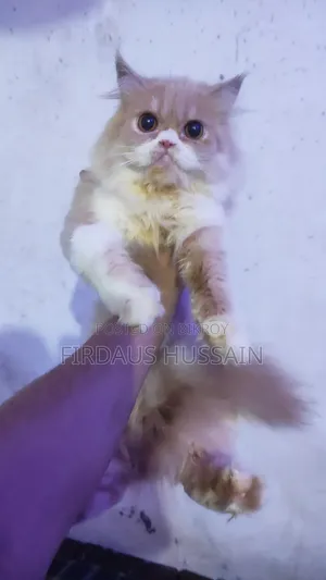 1+ year Female Purebred Persian