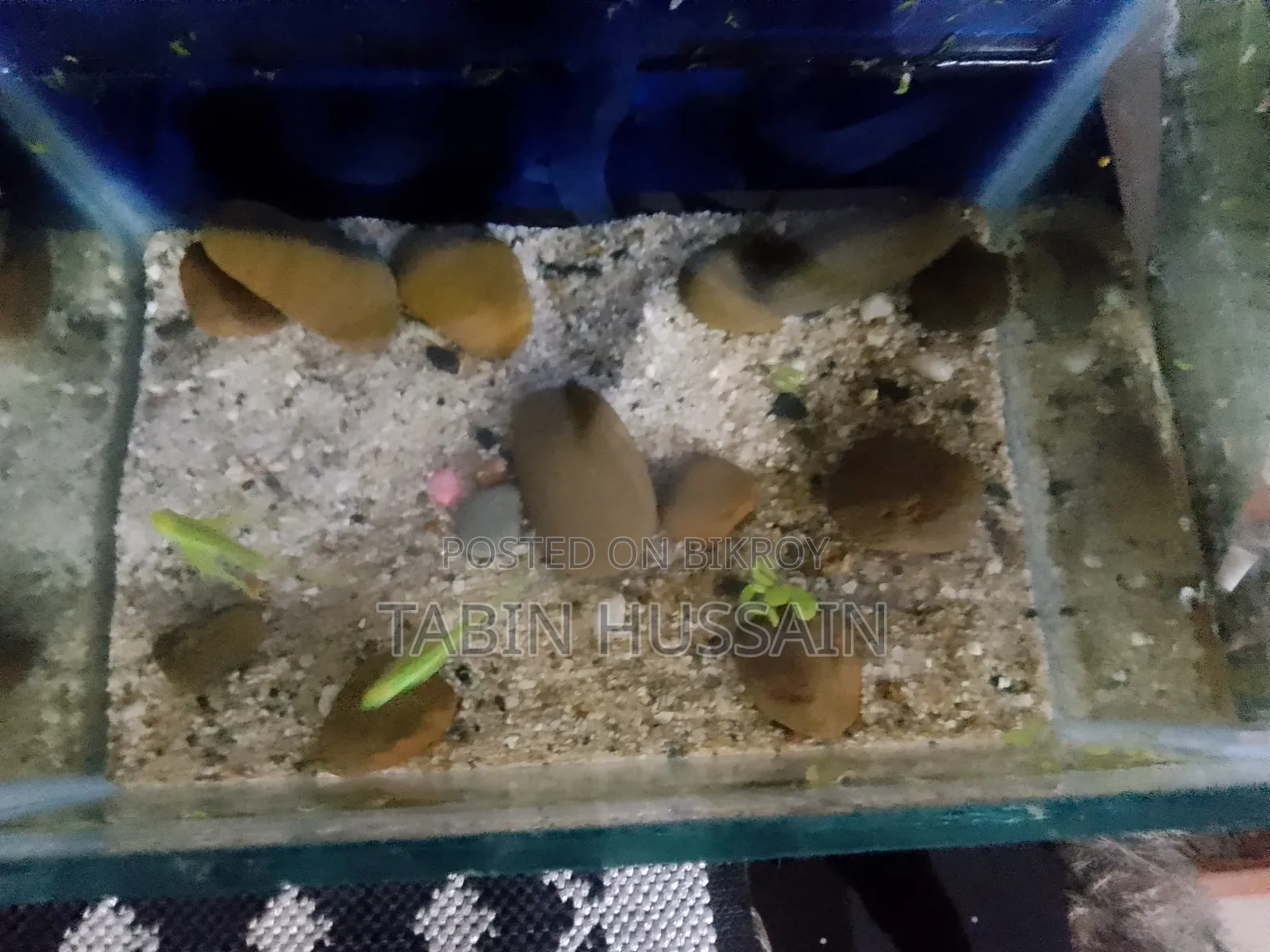 Important Long Fin Zebra(price Fixed) One Pair