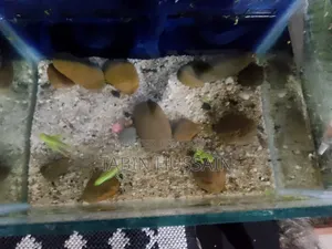 Important Long Fin Zebra(price Fixed) One Pair