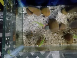 Important Long Fin Zebra(price Fixed) One Pair