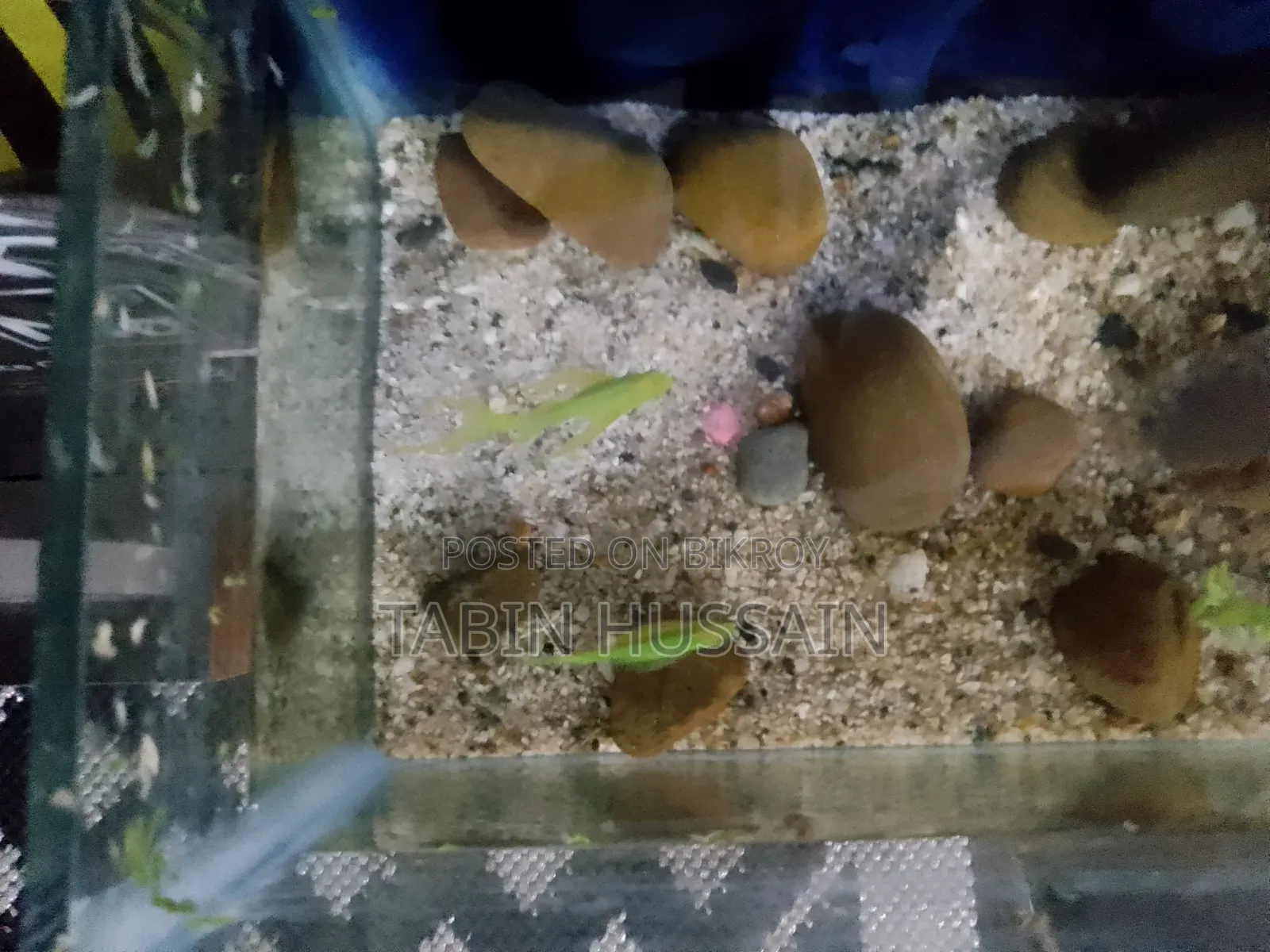 Important Long Fin Zebra(price Fixed) One Pair
