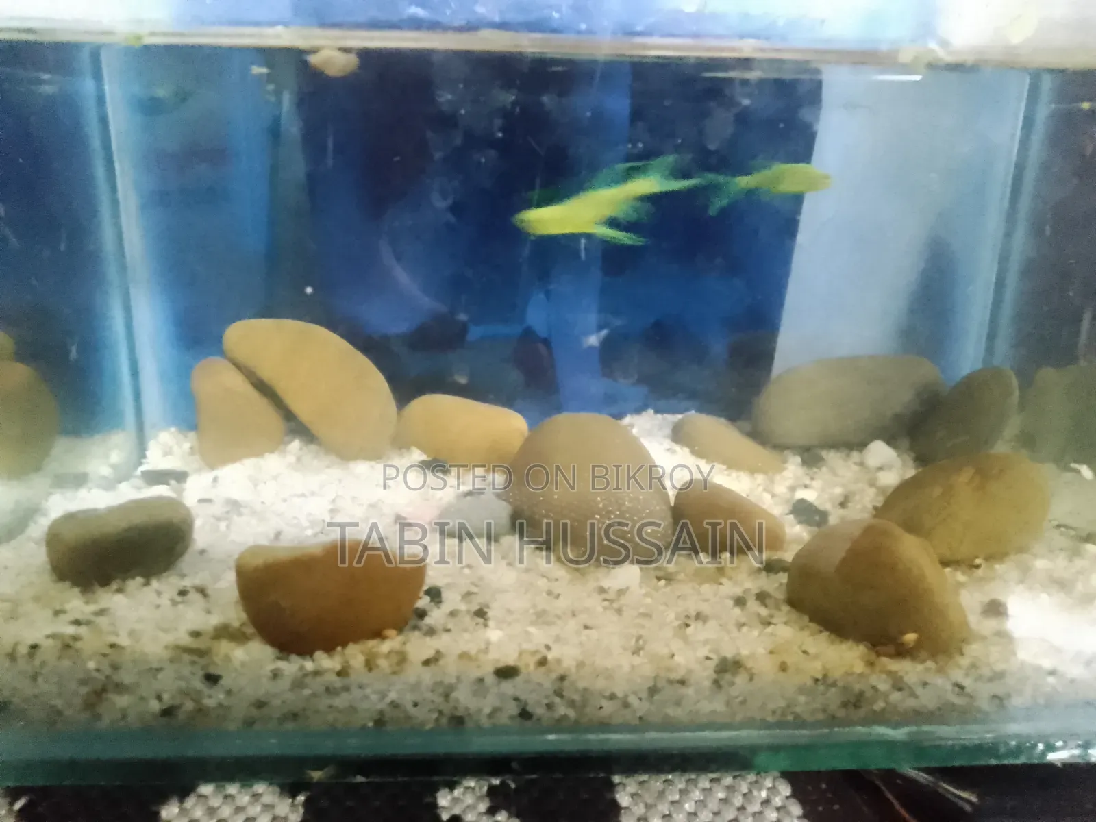 Important Long Fin Zebra(price Fixed) One Pair
