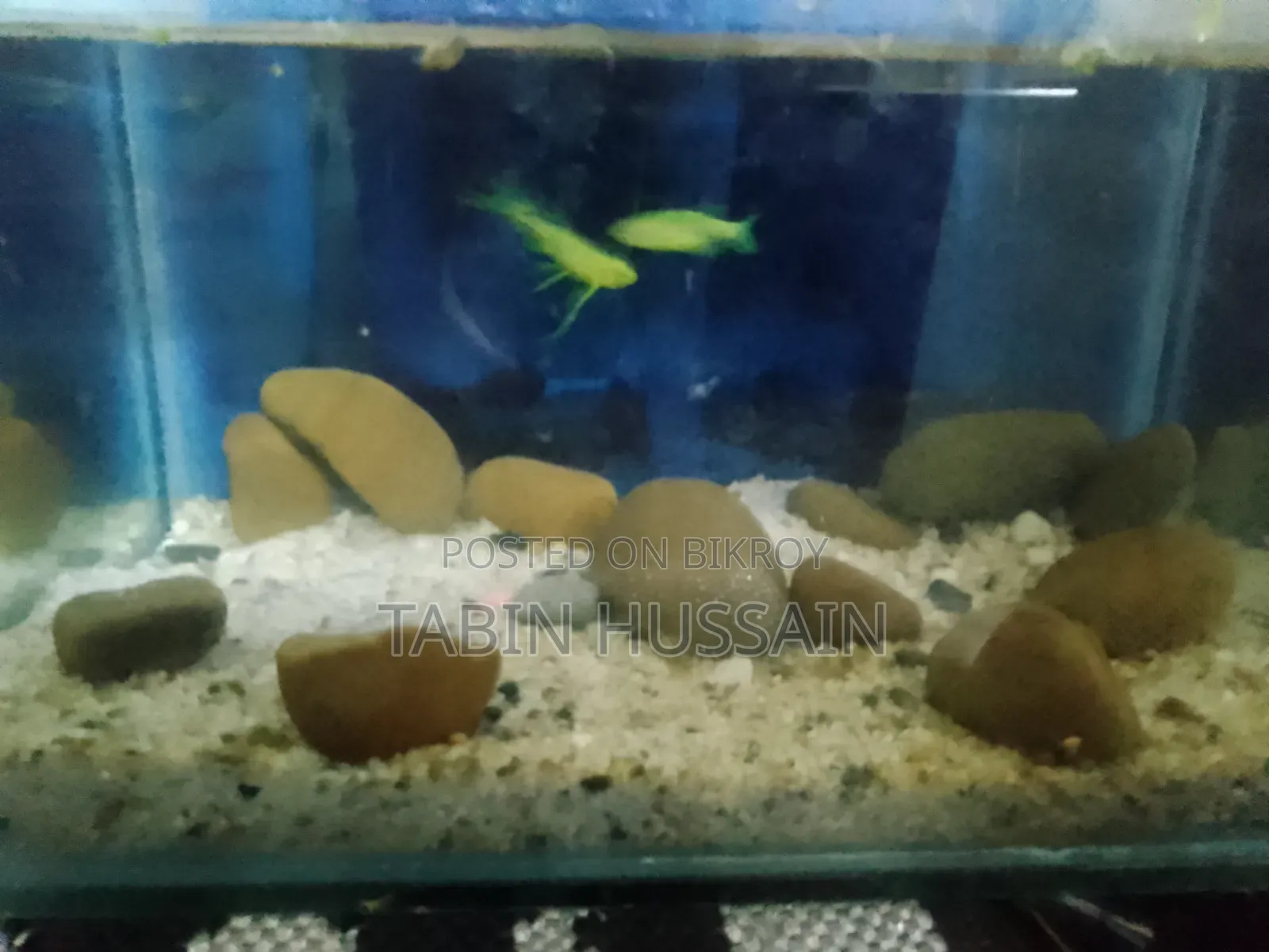 Important Long Fin Zebra(price Fixed) One Pair