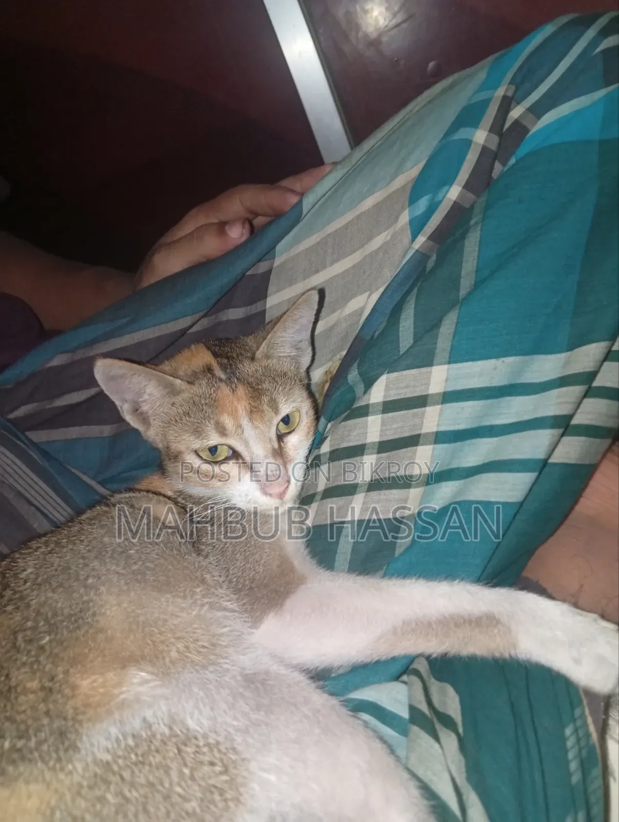 3-6 months Male Mixed Breed Bengal