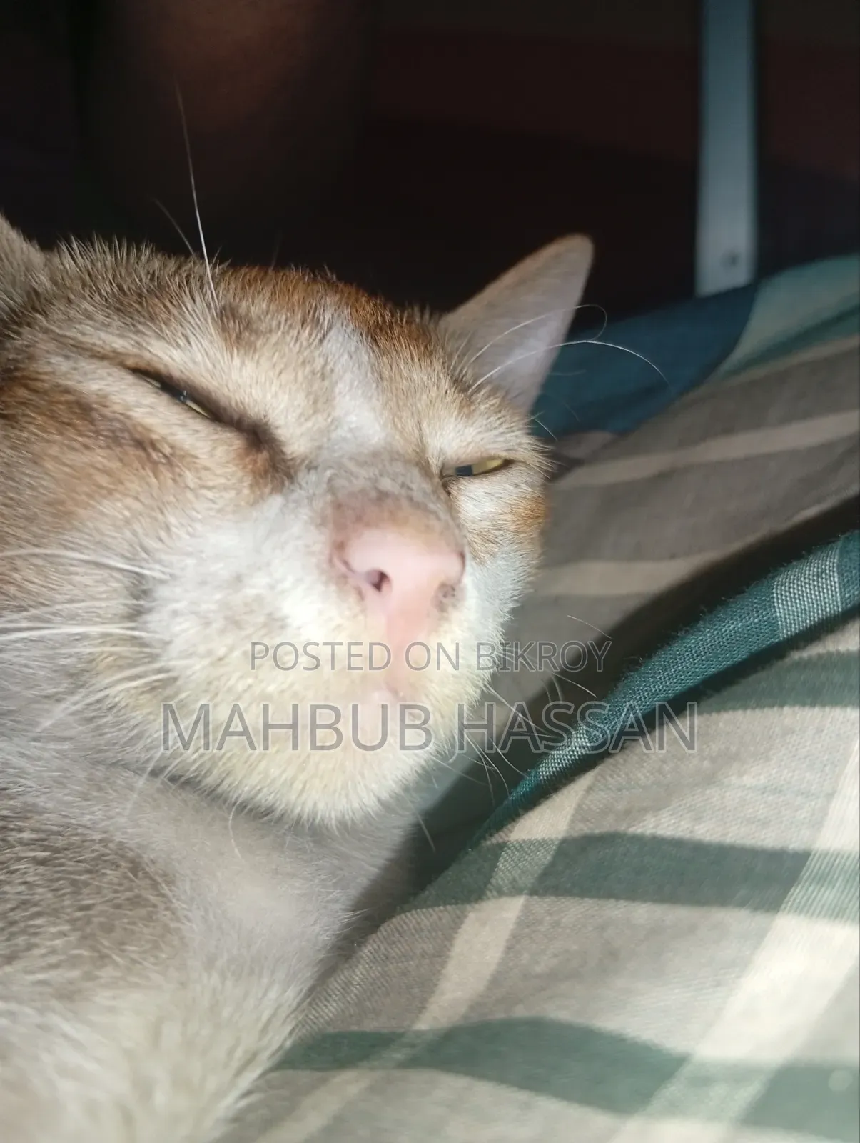 3-6 months Male Mixed Breed Bengal