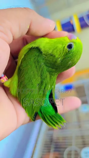 Green Split Ino Female (Forpus Pakhi)