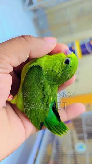 Green Split Ino Female (Forpus Pakhi)