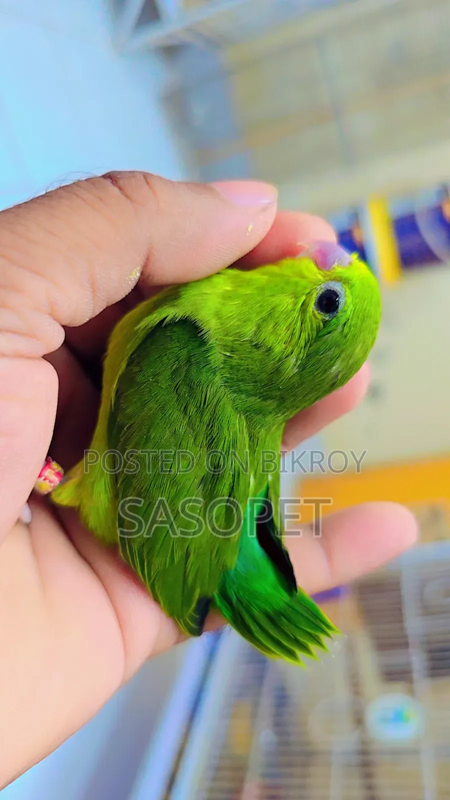 Green Split Ino Female (Forpus Pakhi)