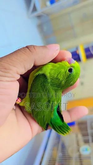 Green Split Ino Female (Forpus Pakhi)