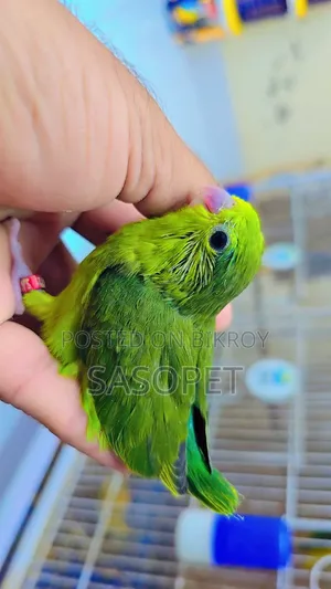 Green Split Ino Female (Forpus Pakhi)