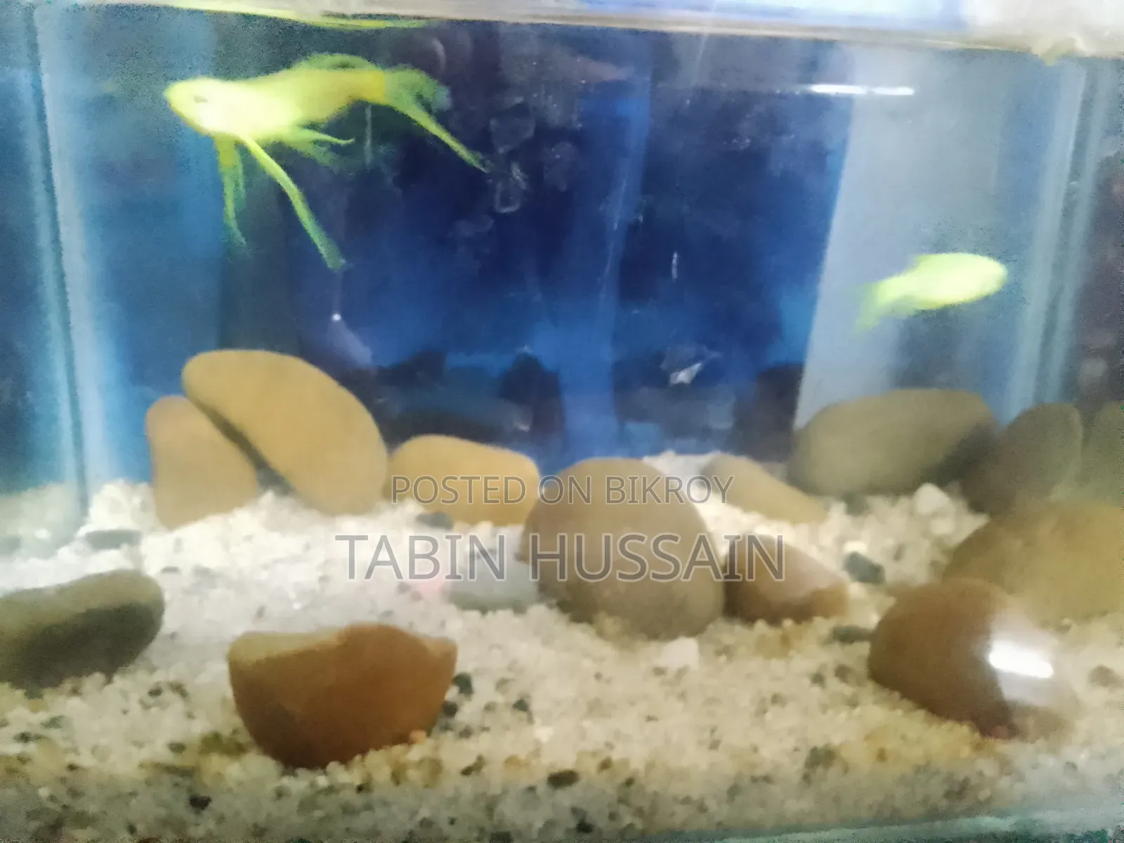 Important Long Fin Zebra(price Fixed) One Pair