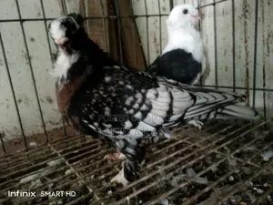বন্টিনেট মাদী ১ম ডিম দিয়েছে।