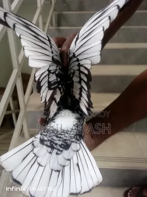বন্টিনেট মাদী ১ম ডিম দিয়েছে।
