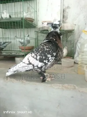 বন্টিনেট মাদী ১ম ডিম দিয়েছে।