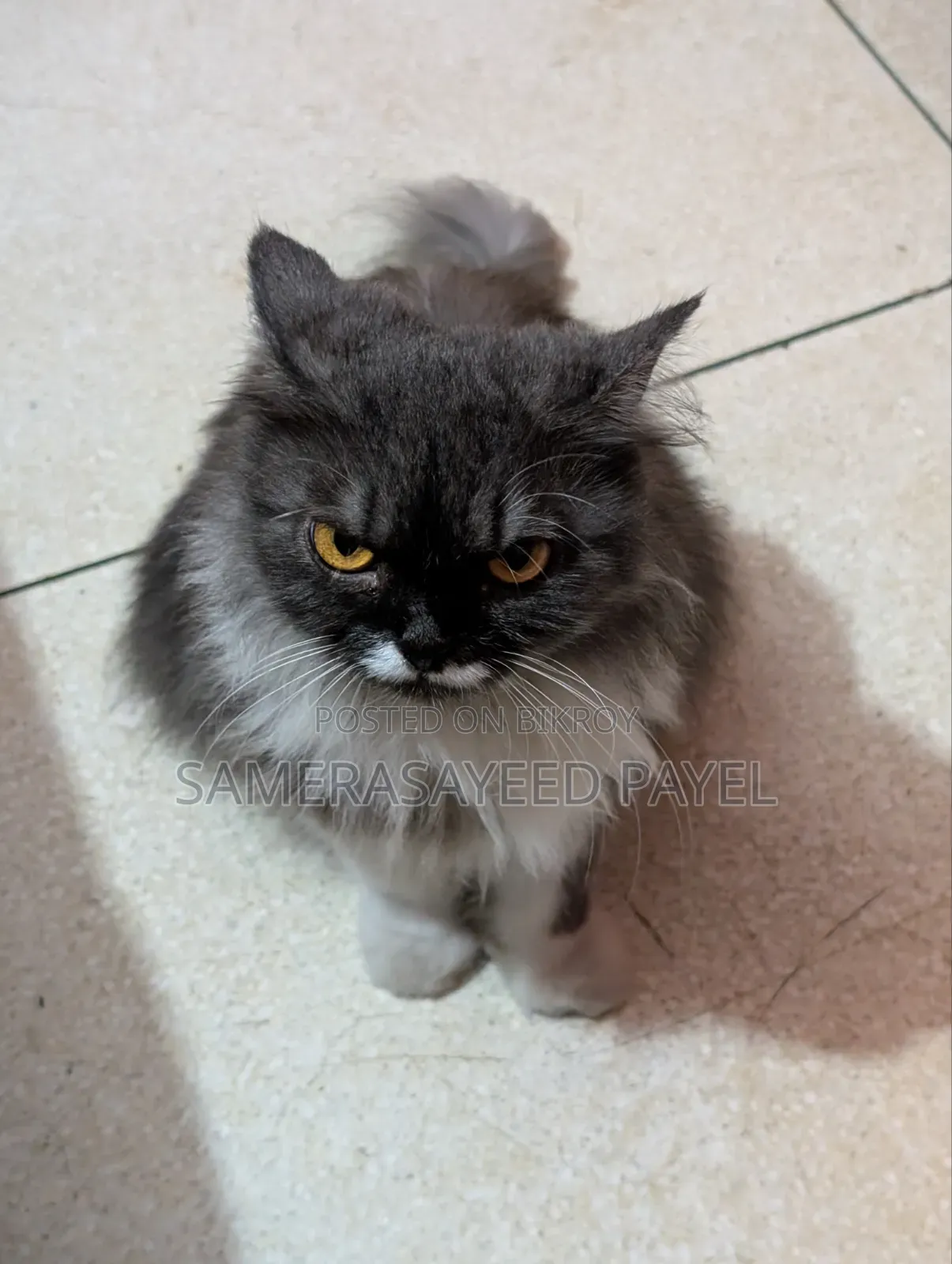 1+ year Female Purebred Persian